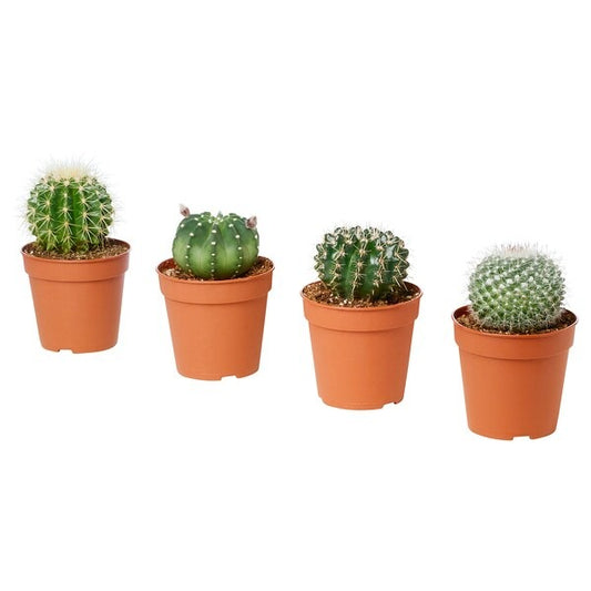 CACTACEAE Potted plant, cactus/assorted, 6 cm