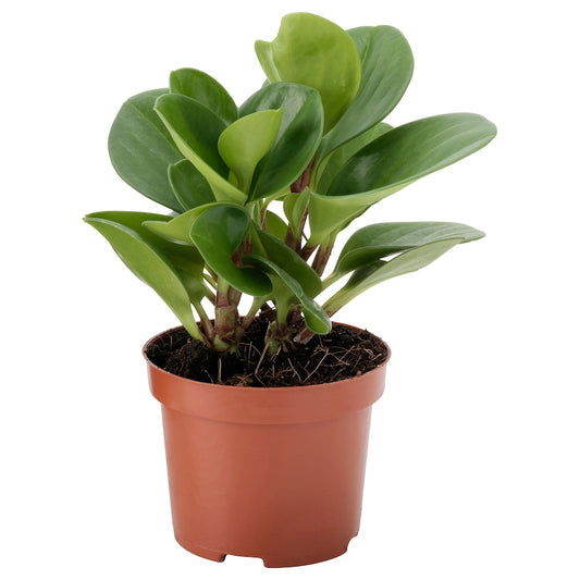 PEPEROMIA Potted plant, Baby rubberplant, 9 cm