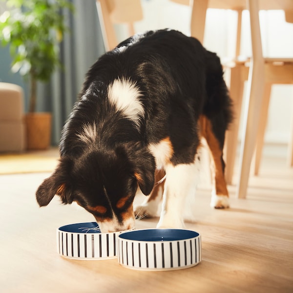 UTSÅDD Pet bowl - stripe pattern black-blue/dark blue 15 cm